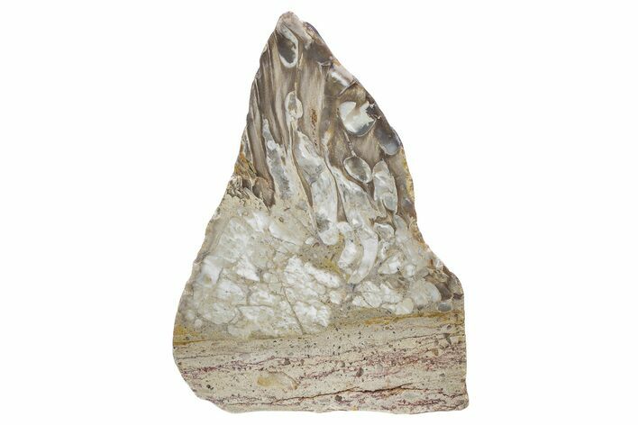 Cretaceous Petrified Wood (Aruacaria) Section - Australia #239744